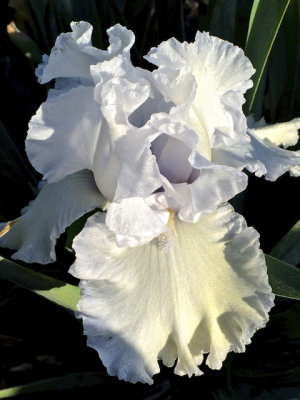 Best Iris 2014 - 06.jpg