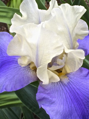 Best Iris 2014 - 07.jpg