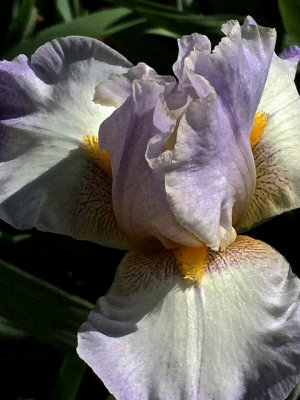 Best Iris 2014 - 08.jpg