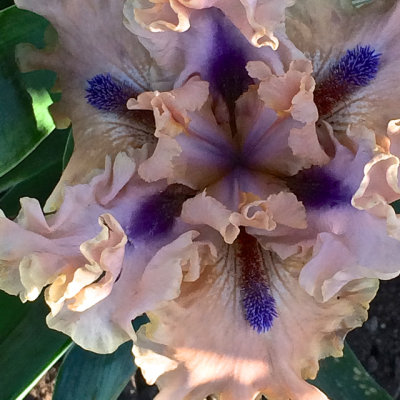 Best Iris 2014 - 09.jpg