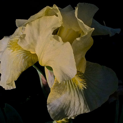 Best Iris 2014 - 11.jpg