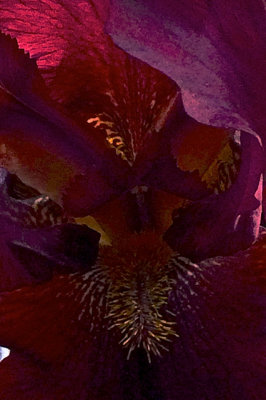 Best Iris 2014 - 12.jpg
