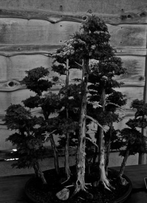DSCF2461.jpg