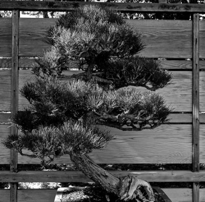 Scholars' Stones and Bonsai-- Huntington Gardens-- Arcadia California