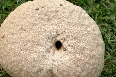 Mushroom Macro