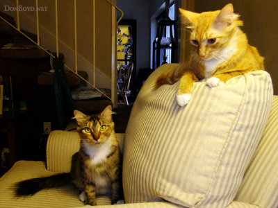 July 2013 - Cocoa and Goldie on the chair next to me