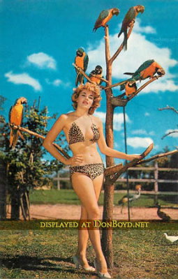 Late 1950's - a model at the Miami Rare Bird Farm in Kendall  (story below)