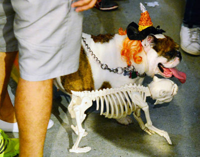 A dog in costume and a skeleton on Lincoln Road Mall