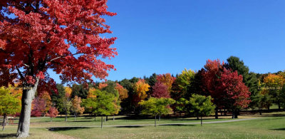 October 2016 - changing leaves at Arnold Park in Vestal, New York