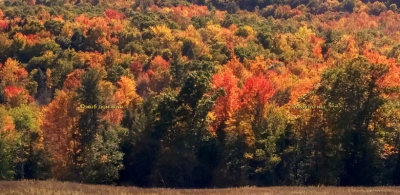 October 2016 - changing leaves in the Vestal, New York area