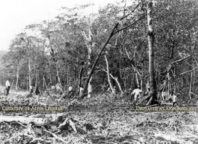 1910's - workers clearing every mangrove tree from Miami Beach