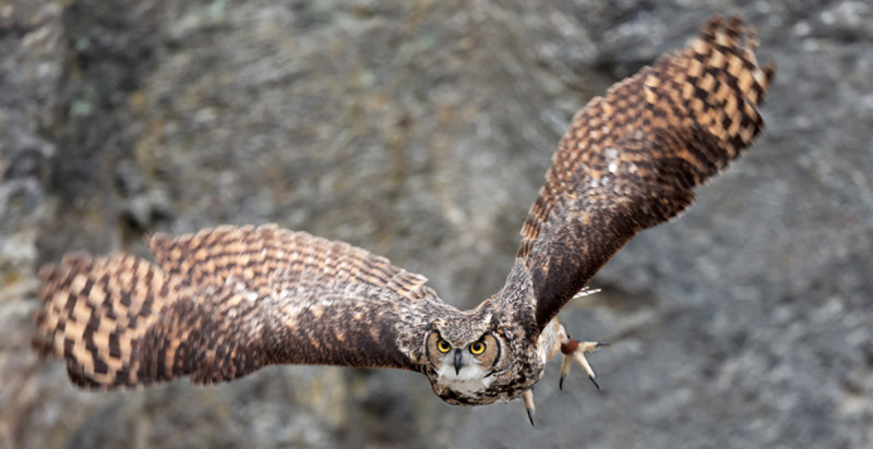 Bubo poensis 