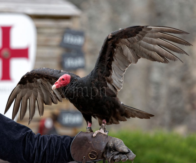 Cathartes aura - Urubu  tte rouge - Turkey Vulture
