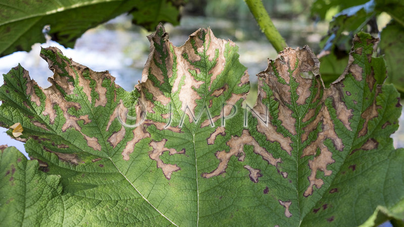 Maladie des feuilles