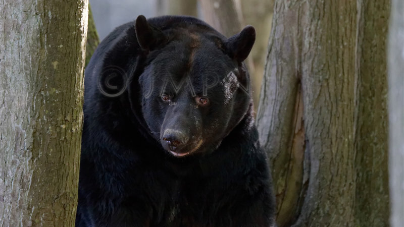 Ours noir (Baribal), Black Bear, Ursus americanus