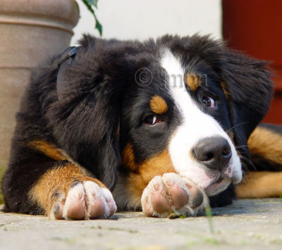 Bernese Mountain Dog - Bouvier bernois