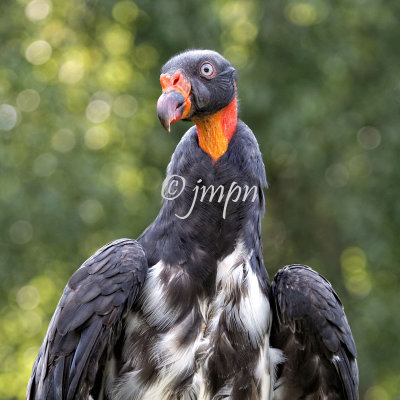 Sarcoramphus papa - King Vulture - Vautour pape