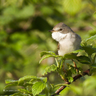 Sylvia communis - Fauvette grisette - Common Whitethroat