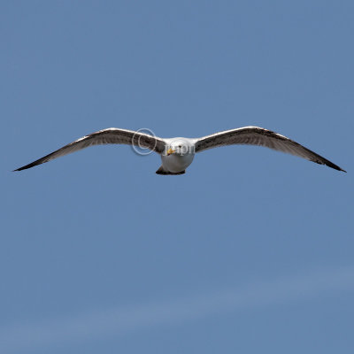 Larus argentatus