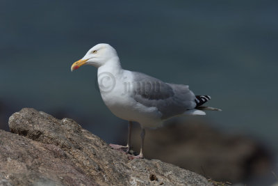 Larus argentatus