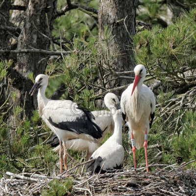 Aigrettes - Egrets / Cigognes - Storks /  Grues - Cranes / Hérons - Herons