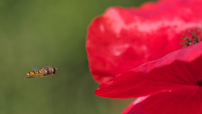 DIPTERAE  (mouches, syrphes - flies, hoverflies)