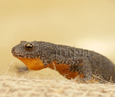 Lissotriton vulgaris - Triton ponctu - Smooth Newt