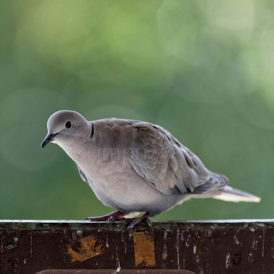  Streptopelia decaocto - Tourterelle turque - Eurasian Collared Dove 