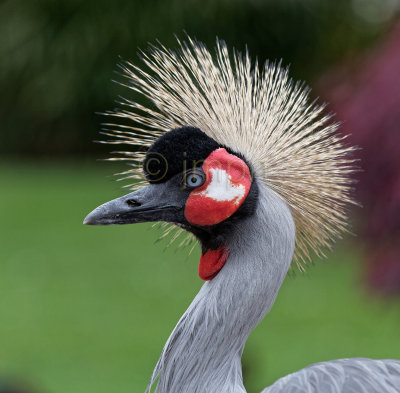 Grue royale - Grey Crowned Crane - Balearica regulorum