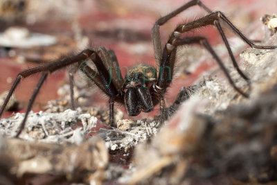 Tegenaria domestica - Tgnaire domestique - House Spider