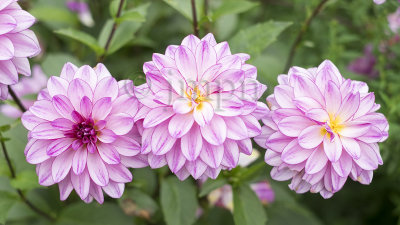 Dahlias, Jardins de Claude Monet (2015)