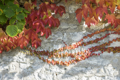 Mur couvert de vigne vierge en automne - Virginia Creeper