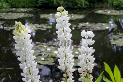 Bassin aux nymphéas - Water Lilies Pond