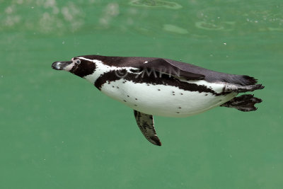 Manchot du Cap, African Penguin (Spheniscus demersus) 