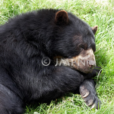 Ursus americanus, ours noir, baribal, black bear