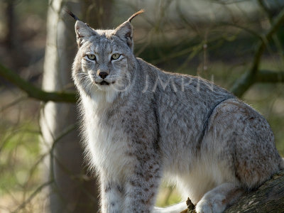 Siberian lynx, lynx de Sibérie, lynx lynx wrangeli