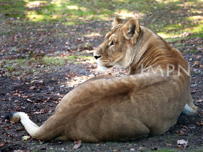 Panthera leo (lionne, lioness)
