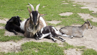 Boucs - Goats