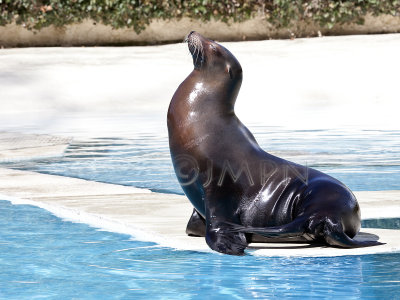 Otarie de Californie, Californian Sea Lion (Zalophus californianus)