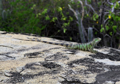 Iguana, Casibari Rocks, Aruba.