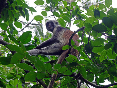 Red Colobus Monkey, Jozani Forest, Zanzibar, Tanzania.