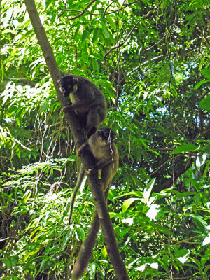 Black Lemurs, Nosy Tankikely, Madagascar.