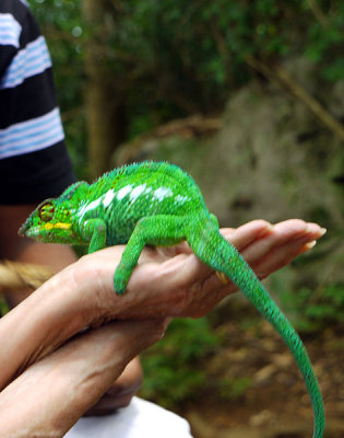 Chameleon, Nosy Komba, Madagascar.
