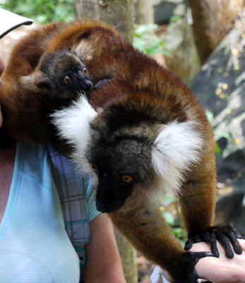 Red Lemur with baby, Nosy Komba, Madagascar.