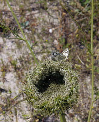 Butterfly - on trek to Malliadhiko Beach.