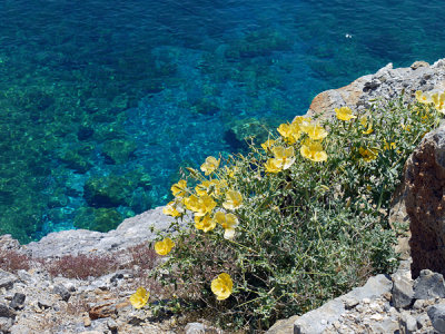 Cliffside Blossoms - Ammos Bay.