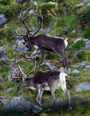 Wandering Reindeer, Hammerfest, Norway.