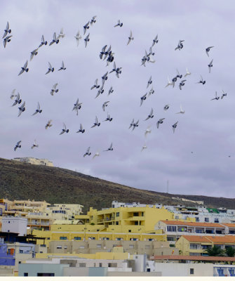 Flight of Seagulls over Moro Jable Town.