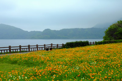 Wild Flowers and Meadow, Lake Ikeda, Japan.