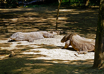 Lazing in the sun - adult dragons, Komodo Island, Indonesia.